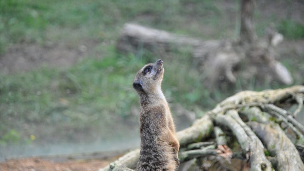 Por Que Somos Tão Atraídos por Curiosidades Estranhas