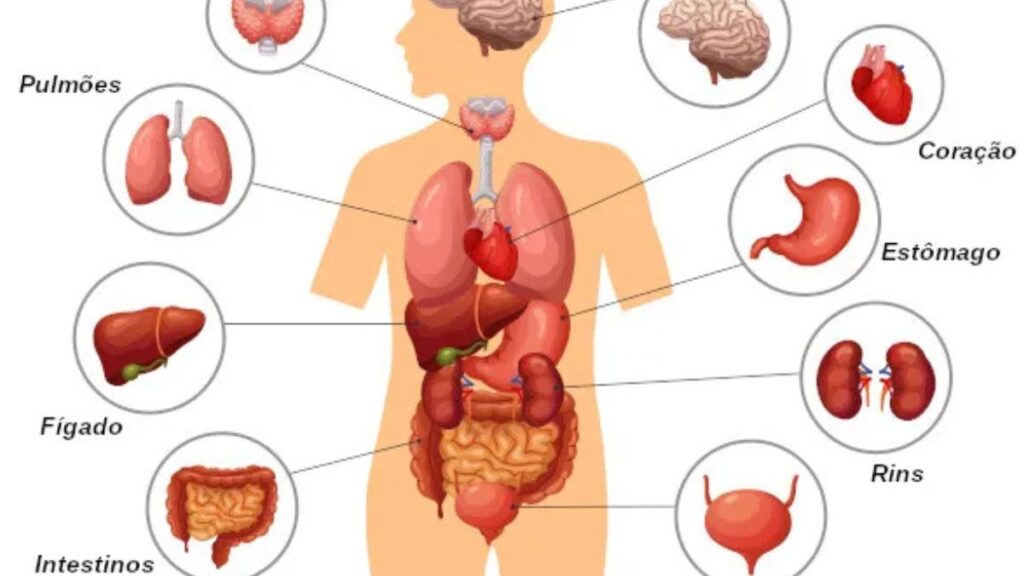 Curiosidades Chocantes Que Ninguém Te Conta