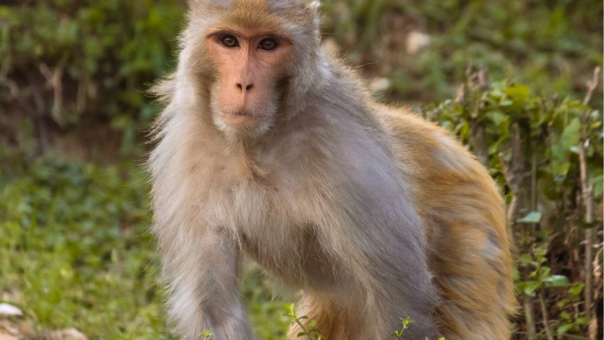 Curiosidades Chocantes Que Ninguém Te Conta