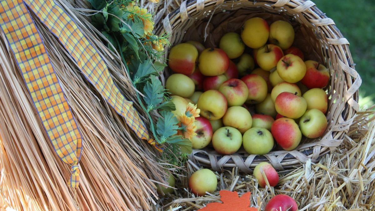 o que o ser humano come