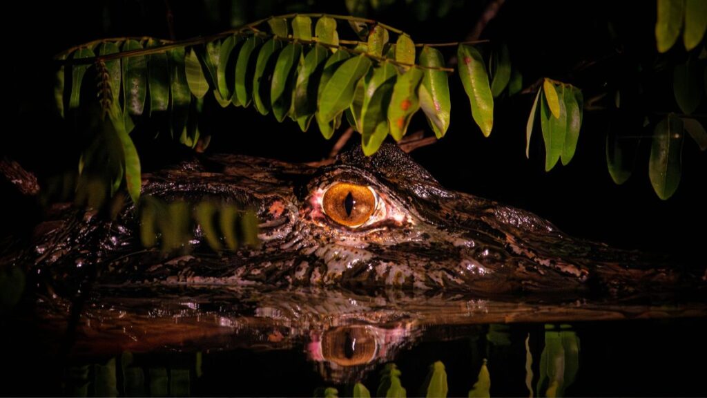 O papel do governo na preservação ambiental