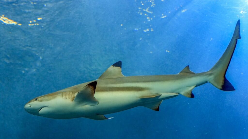 tubarões peixe