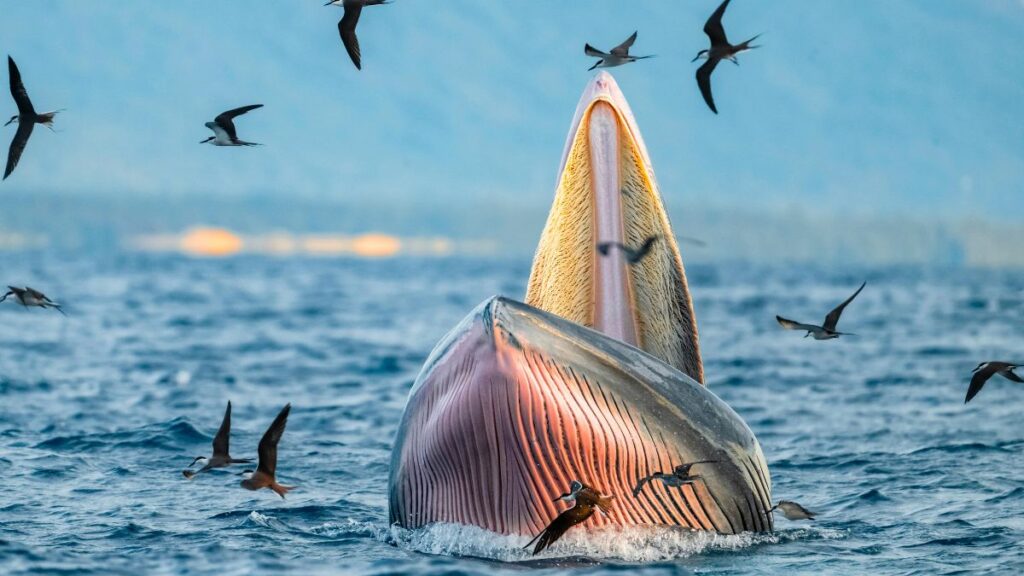 Tubarões estão ameaçados de extinção?