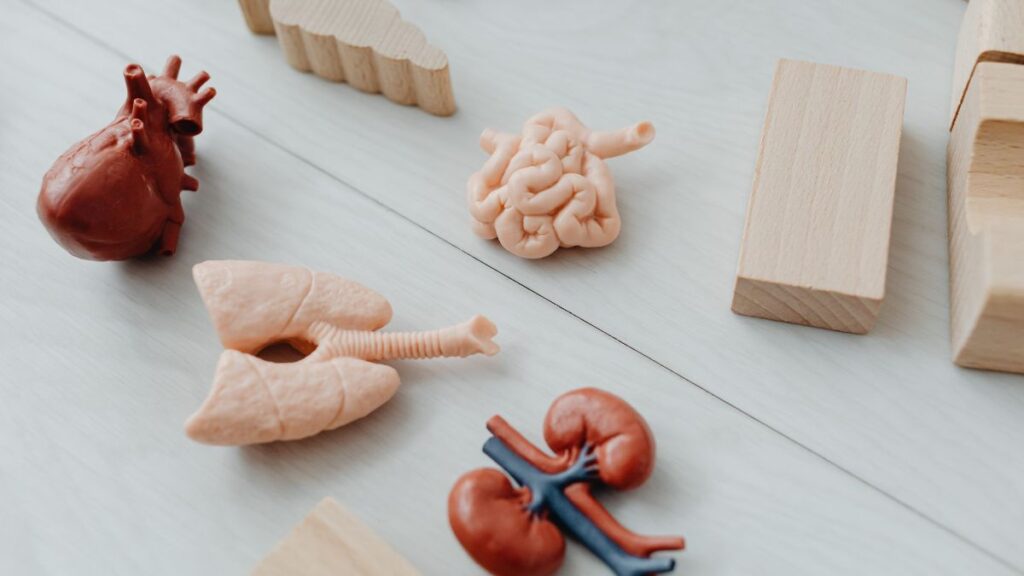 30 curiosidades sobre o Corpo Humano