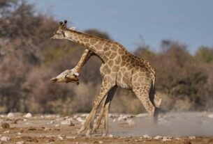 Girafas Não Têm Cordas Vocais?