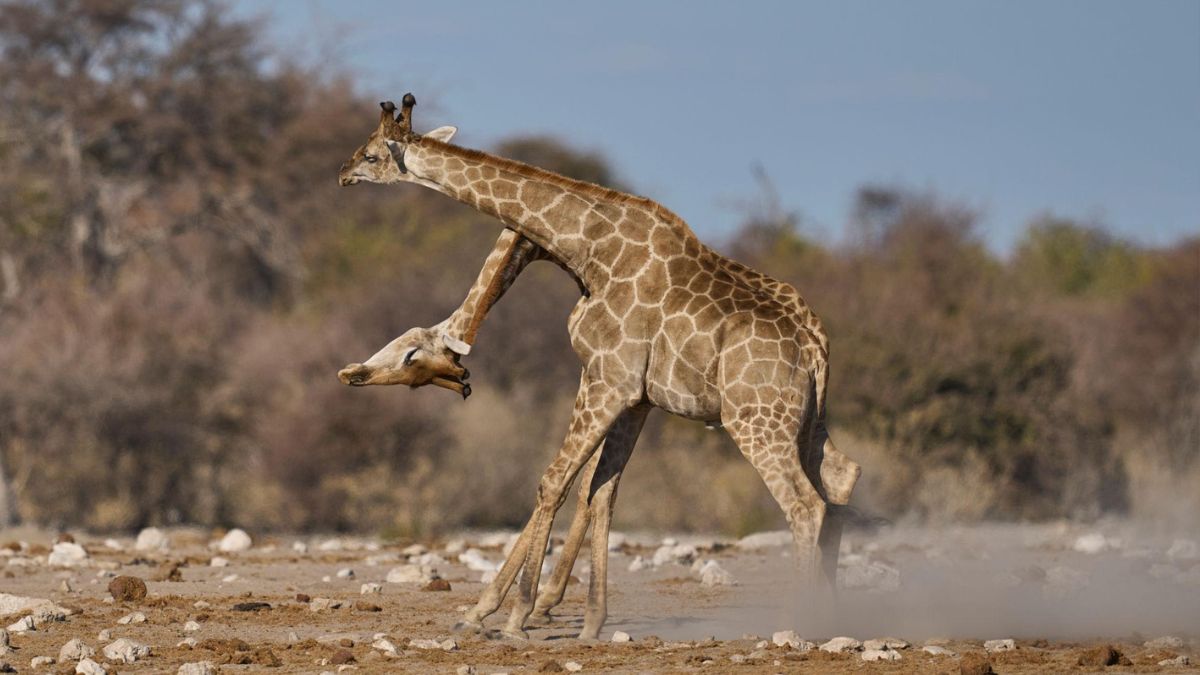 Girafas Não Têm Cordas Vocais?