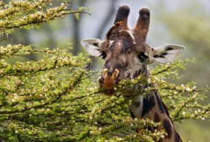 Como Funciona a Evolução dos Mamíferos Africanos
