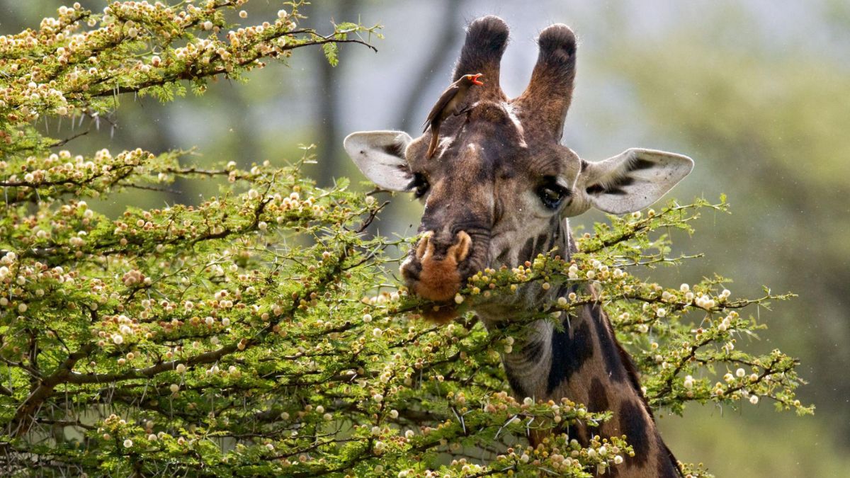 Como Funciona a Evolução dos Mamíferos Africanos