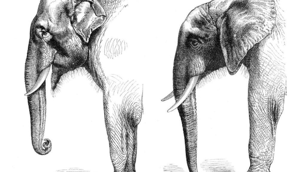 megafauna africana extinta comparacao