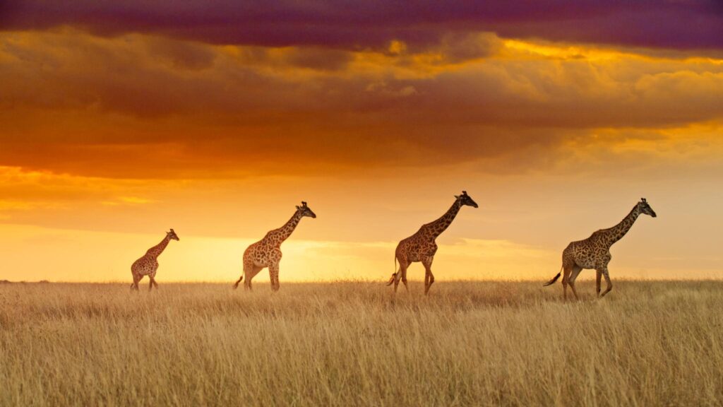 girafas não têm cordas vocais